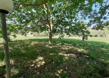 20250527_101453.jpg - Rustico Strada Provinciale 24 21, Noto - foto 26