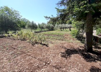 20250527_102812.jpg - Rustico Strada Provinciale 24 21, Noto - foto 29