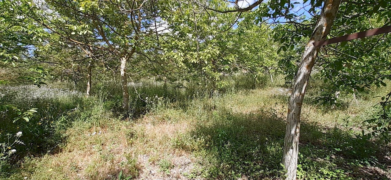 20250514_102021.jpg - Terreno agricolo Strada Statale 287, Noto - foto 1