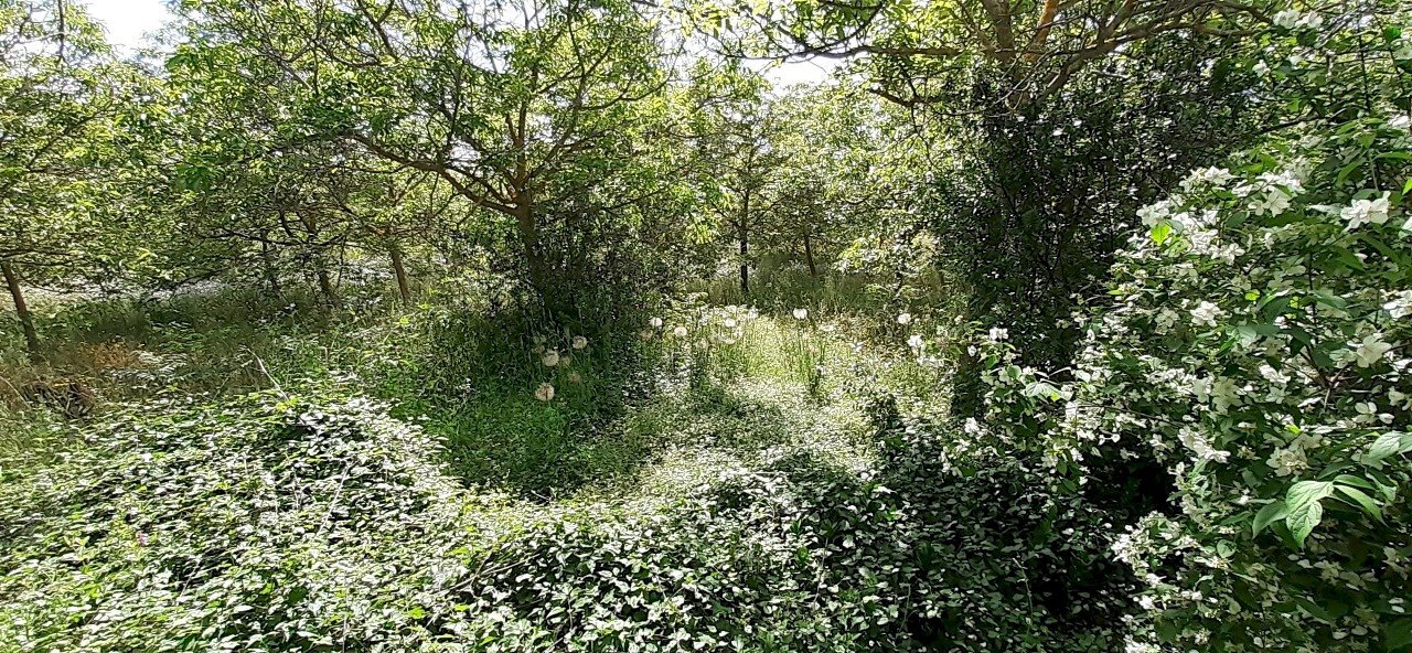 20250514_101947.jpg - Terreno agricolo Strada Statale 287, Noto - foto 2