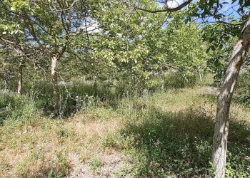 20250514_102021.jpg - Terreno agricolo Strada Statale 287, Noto - foto 1