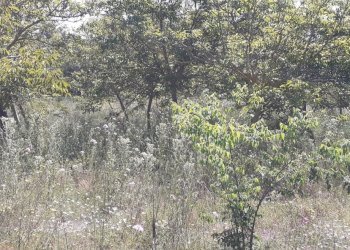 20250514_101300.jpg - Terreno agricolo Strada Statale 287, Noto - foto 6