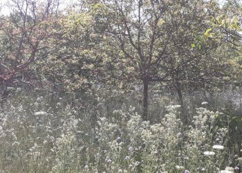 20250514_101113.jpg - Terreno agricolo Strada Statale 287, Noto - foto 11