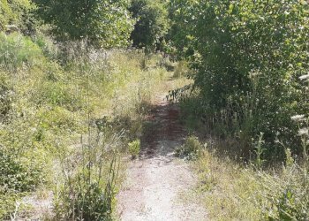 20250514_101116.jpg - Terreno agricolo Strada Statale 287, Noto - foto 12