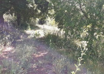 20250514_101148.jpg - Terreno agricolo Strada Statale 287, Noto - foto 13