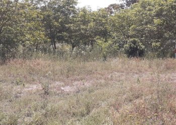 20250514_101209.jpg - Terreno agricolo Strada Statale 287, Noto - foto 15