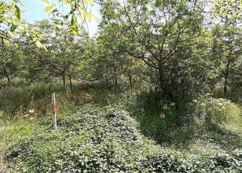 20250514_101949.jpg - Villa Strada Statale 287, Noto - foto 14