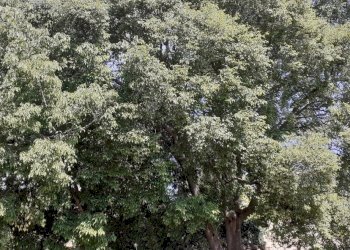 20250514_101311.jpg - Villa Strada Statale 287, Noto - foto 16