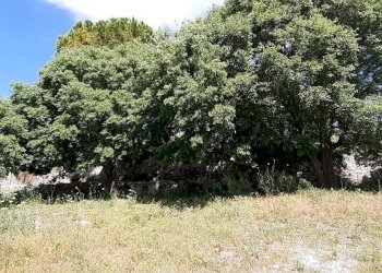 20250514_101317.jpg - Villa Strada Statale 287, Noto - foto 17