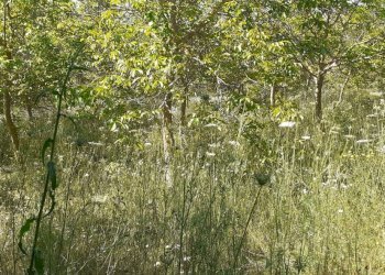 20250514_101156.jpg - Villa Strada Statale 287, Noto - foto 20