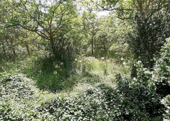 20250514_101947.jpg - Villa Strada Statale 287, Noto - foto 30