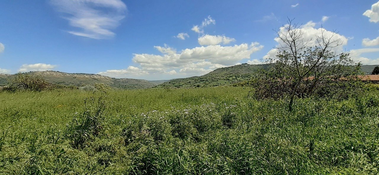 20250424_120447.jpg - Agricultural land c.da Poi, Palazzolo Acreide - photo 1