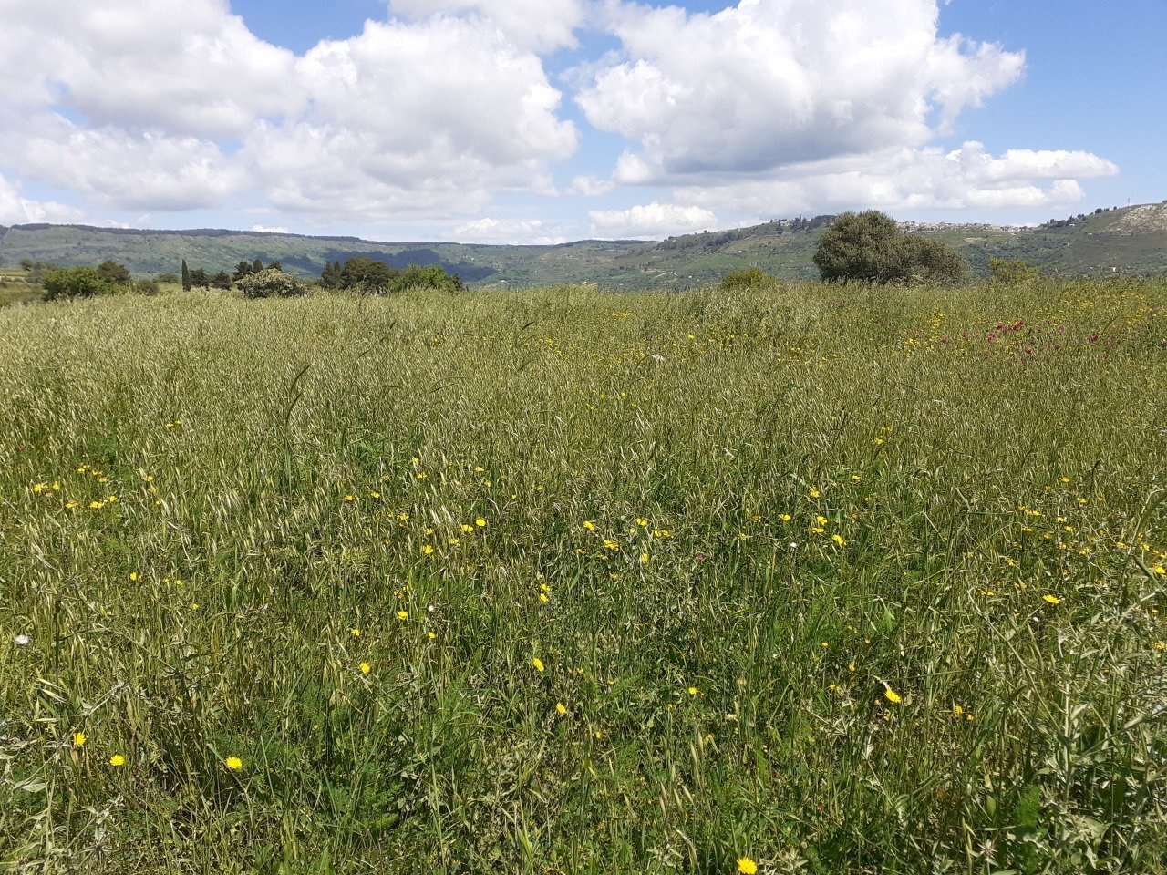 20250424_115033.jpg - Agricultural land c.da Poi, Palazzolo Acreide - photo 3