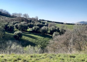 04 RIPATRANSONE - RUDERE CON TERRENO E VISTA PANOR - Casale cantina Cocci Grifoni, Ripatransone - photo 4