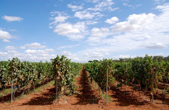 vigneto.jpg - Hotel - Accommodation facility Bari - photo 1