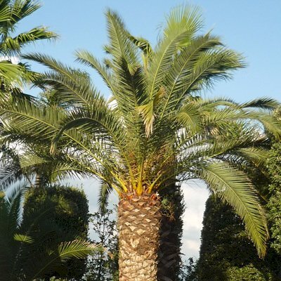 palme.jpg - Hotel - Accommodation facility Bari - photo 2