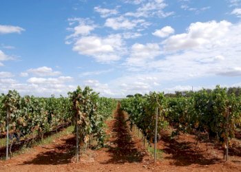 vigneto.jpg - Albergo - Struttura ricettiva Bari - foto 1