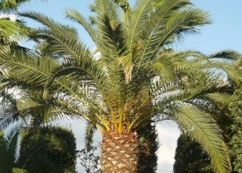 palme.jpg - Albergo - Struttura ricettiva Bari - foto 2