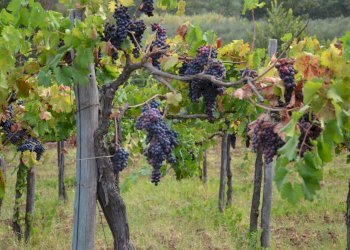 06.jpg - Albergo - Struttura ricettiva Bari - foto 4