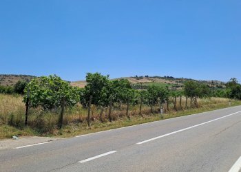 terreno grande fronte srada (1).jpg - Terreno agricolo Settimo San Pietro - foto 4