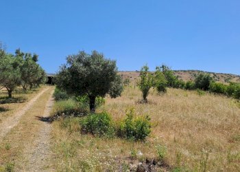 Terreno grande (1).jpg - Terreno agricolo Settimo San Pietro - foto 7