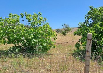 Terreno grande (2).jpg - Terreno agricolo Settimo San Pietro - foto 8