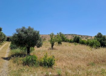 Terreno grande (3).jpg - Terreno agricolo Settimo San Pietro - foto 9