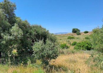 terreno piccolo (1).jpg - Terreno agricolo Settimo San Pietro - foto 1