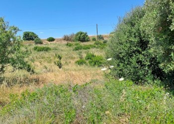 terreno piccolo (2).jpg - Terreno agricolo Settimo San Pietro - foto 10