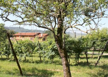 IMG_8517.JPG - Villa Vicenza - foto 1