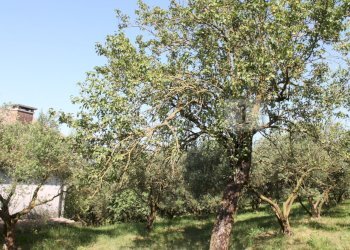 IMG_8510.JPG - Villa Vicenza - foto 13