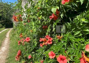 Case e terreno (17).JPG - Rustico Via Tavella 10, Barbarano Mossano - foto 18