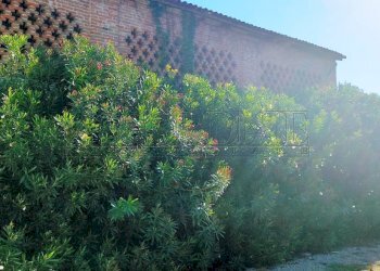 IMG20250904091703.jpg - Casa indipendente Via borgo, Longare - foto 6