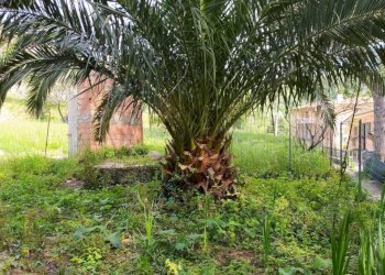 8.jpg - Villa Via Falcinello 300, Sarzana - foto 6