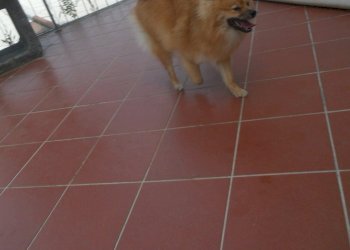 DSCN9060.jpg - Quadrilocale Strada Statale 1 101, Castelnuovo Magra - foto 23