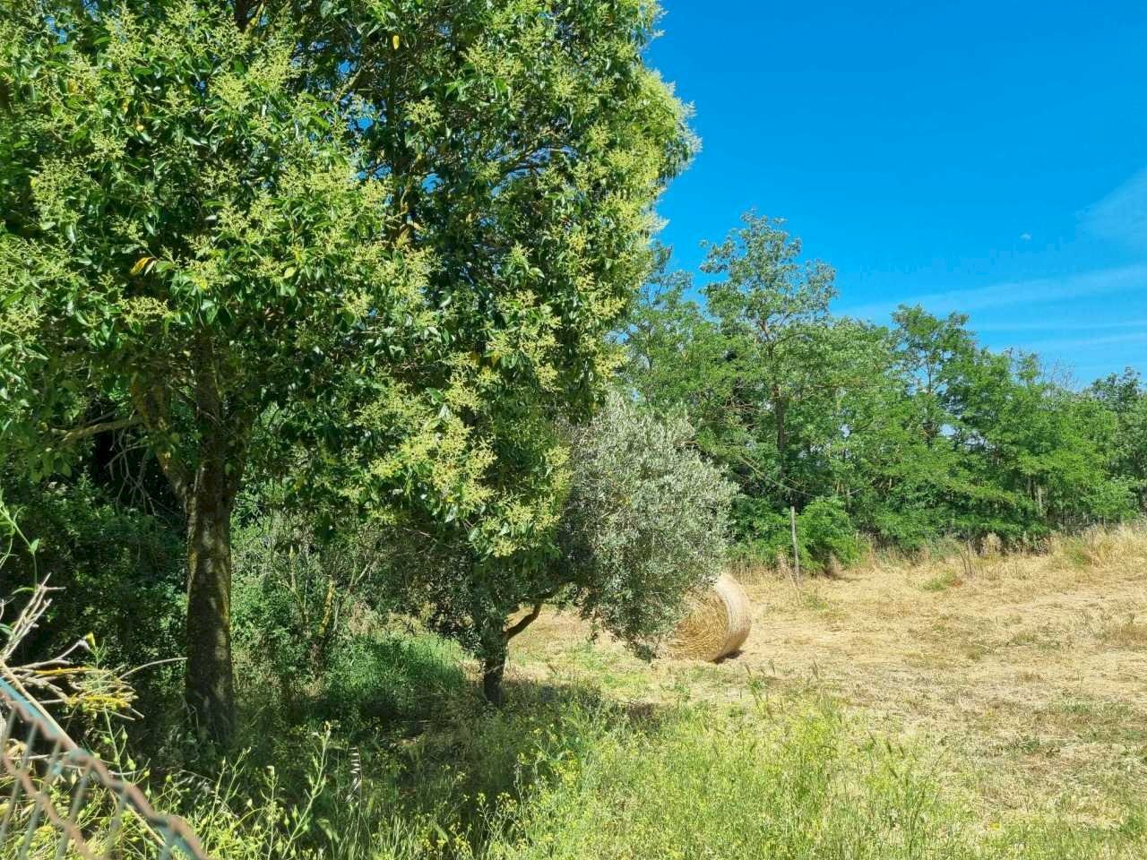 WhatsApp Image 2025-06-11 at 10.00.49.jpeg - Terreno agricolo Via della Tenuta di San Cesareo 41, Roma - foto 3