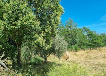 WhatsApp Image 2025-06-11 at 10.00.49.jpeg - Terreno agricolo Via della Tenuta di San Cesareo 41, Roma - foto 3