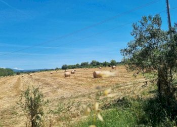 WhatsApp Image 2025-06-11 at 10.00.48 (3).jpeg - Terreno agricolo Via della Tenuta di San Cesareo 41, Roma - foto 4