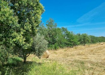 WhatsApp Image 2025-06-11 at 10.00.48 (7).jpeg - Terreno agricolo Via della Tenuta di San Cesareo 41, Roma - foto 5