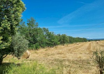 WhatsApp Image 2025-06-11 at 10.00.48 (6).jpeg - Terreno agricolo Via della Tenuta di San Cesareo 41, Roma - foto 6