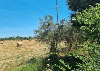 WhatsApp Image 2025-06-11 at 10.00.48 (2).jpeg - Terreno agricolo Via della Tenuta di San Cesareo 41, Roma - foto 9