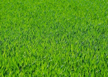 PRATO 2.jpg - Apartment Nave Centro, Nave - photo 14