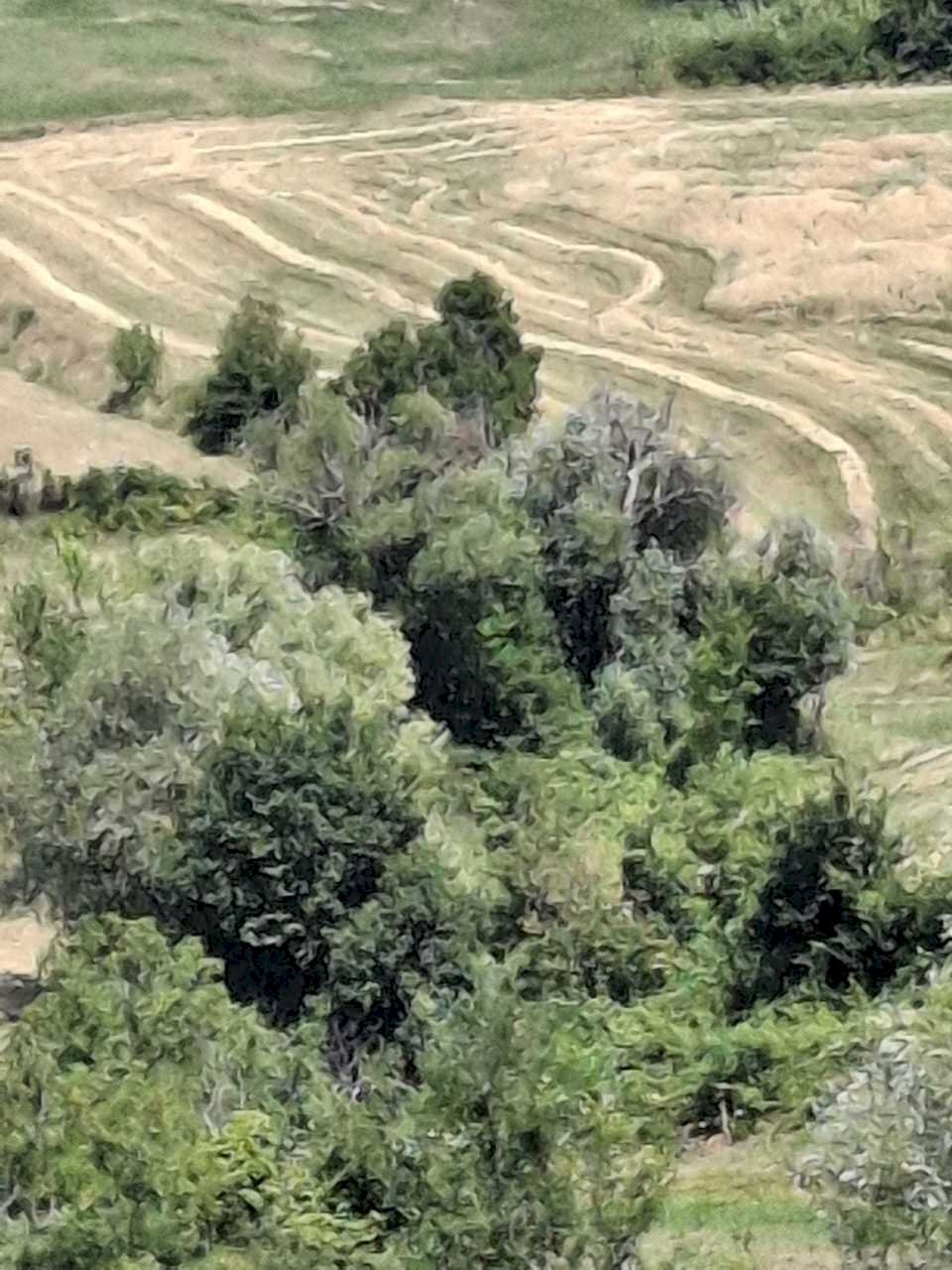 WhatsApp Image 2025-08-12 at 09.14.59.jpeg - Rustic Via Giacomo Leopardi 41, San Leo - photo 3