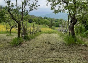 WhatsApp Image 2025-04-03 at 5.04.08 PM.jpeg - Terratetto - Terracielo Via Serra di Sotto 52, Pennabilli - foto 6