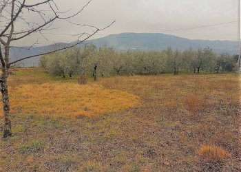 5.jpg - Agricultural land Via San Donato 925/A, Lucca - photo 5