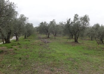 12.jpg - Agricultural land Via San Donato 925/A, Lucca - photo 12