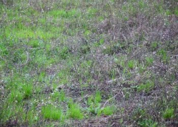 33.jpg - Agricultural land Via San Donato 925/A, Lucca - photo 14