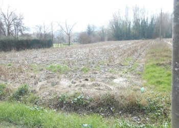 DSCN9833.JPG - Agricultural land Via San Donato 925/A, Lucca - photo 17