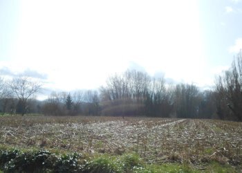 DSCN9834.JPG - Agricultural land Via San Donato 925/A, Lucca - photo 18