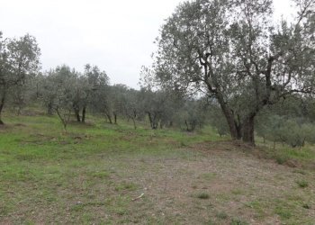 1.jpg - Terreno edificabile Via delle Viottole 226, Viareggio - foto 1